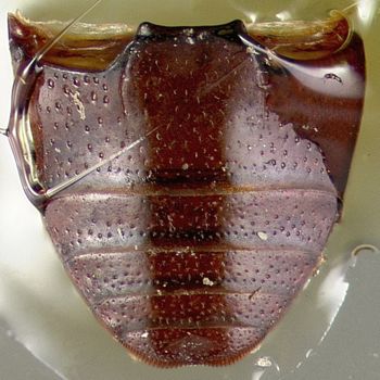 Media type: image;   Entomology 32447 Aspect: habitus ventral view